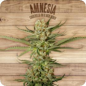 Amnesia Feminised Seeds Amnesia Feminised Seeds