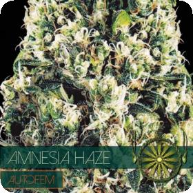 Amnesia Haze AUTO Feminised Seeds