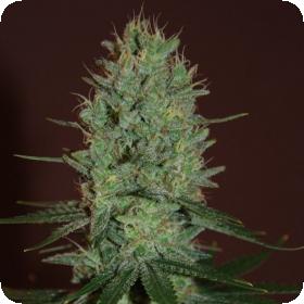 Amnesia  Haze  Feminised  Cannabis  Seeds  Expert  Cannabis  Seeds 0
