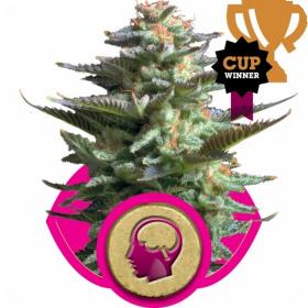Amnesia Haze Feminised Cannabis Seeds Royal Queen Cannabis Seeds 0