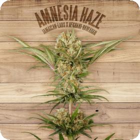 Amnesia Haze Feminised Seeds Amnesia Haze Feminised Seeds