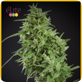Amnesia Haze Ultra CBD Feminised Seeds Amnesia Haze Ultra CBD Feminised Seeds