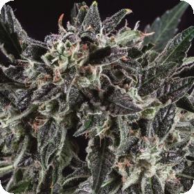 Amnesia Haze x SCBDX Feminised Seeds