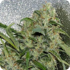 Amnesia OG Feminised Seeds