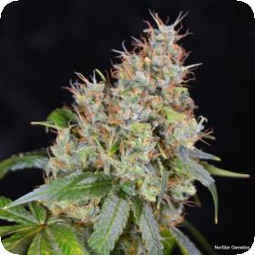 Amnesia OG Regular Seeds Amnesia OG Regular Seeds