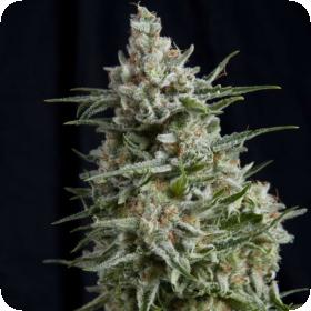Anesthesia Feminised Seeds Anesthesia Feminised Seeds