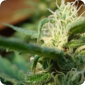 Angel's Breathe (Mango Haze x Afghan Haze) Regular Seeds Angel's Breathe (Mango Haze x Afghan Haze) Regular Seeds