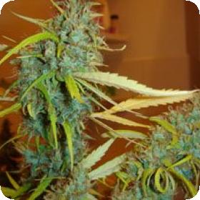 Angel Heart (Mango Haze x Afghan Skunk) Regular Seeds Angel Heart (Mango Haze x Afghan Skunk) Regular Seeds