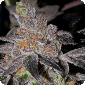 Animal Cookies Regular Seeds Animal Cookies Regular Seeds
