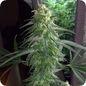 Apollo Eleven Regular Seeds Apollo Eleven Regular Seeds