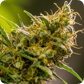 Apollo Haze Regular Seeds Apollo Haze Regular Seeds