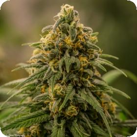 Apollo XX FEMINISED Seeds Apollo XX FEMINISED Seeds