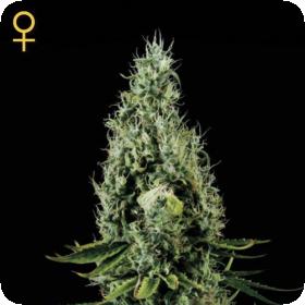 Arjan's Haze #3 Feminised Seeds Arjan's Haze #3 Feminised Seeds