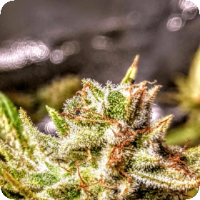 Atomic Sherbet Feminised Seeds Atomic Sherbet Feminised Seeds