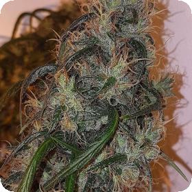 Australian Dead Head Feminised Seeds Australian Dead Head Feminised Seeds