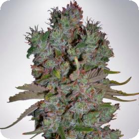 Blueberry Domina Auto Feminised Seeds Blueberry Domina Auto Feminised Seeds