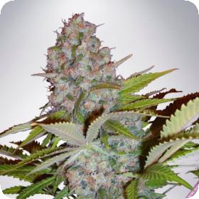 Auto Cheese Nl Jpg