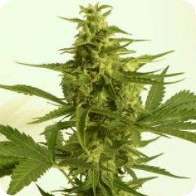 Auto Critical1