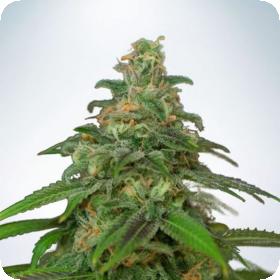 Auto Mandarin Haze Jpg