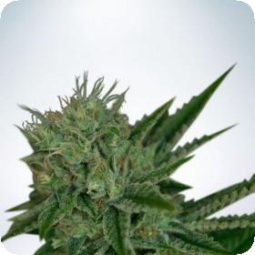 Auto Northern Lights Jpg