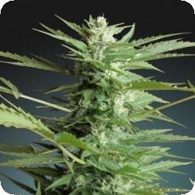 Sweet Dwarf Auto Feminised Seeds Sweet Dwarf Auto Feminised Seeds
