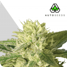 Auto #1 Auto Feminised Seeds Auto #1 Auto Feminised Seeds