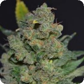 710 Stilton (AKA Cheese) Auto Feminised Seeds 710 Stilton (AKA Cheese) Auto Feminised Seeds