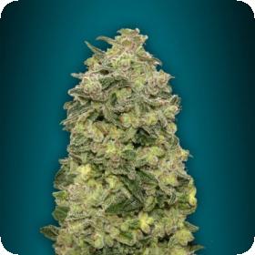 Auto Afghan Skunk2