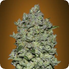 Biodiesel Mass Auto Feminised Seeds Biodiesel Mass Auto Feminised Seeds