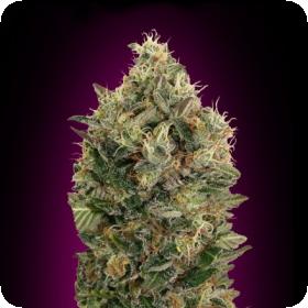 Black Diesel Auto Feminised Seeds Black Diesel Auto Feminised Seeds