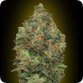 Auto  Critical  Soma  Advanced  Cannabis  Seeds