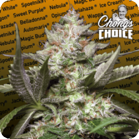 Kong 4 Auto Feminised Seeds Kong 4 Auto Feminised Seeds