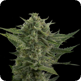 Reek'n Auto Feminised Seeds Reek'n Auto Feminised Seeds