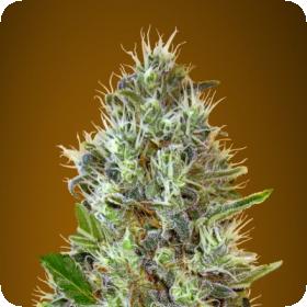 Auto Somango