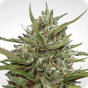 Auto Whiteberry Jpg