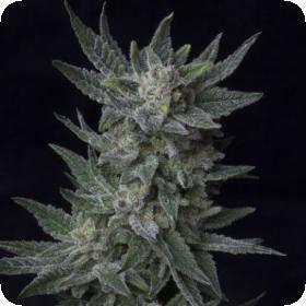 Bubble Gum Auto Feminised Seeds Bubble Gum Auto Feminised Seeds