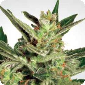 Maria II Auto Feminised Seeds Maria II Auto Feminised Seeds