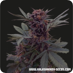 Babushka Black Auto Feminised Seeds