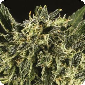 Bama Yao x SCBDX Feminised Seeds
