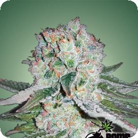 Banana Bomb Feminised Seeds Banana Bomb Feminised Seeds