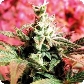 Banana Bread Feminised Seeds Banana Bread Feminised Seeds