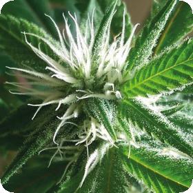 Banana Crack Feminised Seeds Banana Crack Feminised Seeds