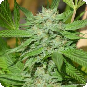 Banana D Regular Seeds Banana D Regular Seeds