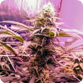 Banana Diesel Feminised Seeds Banana Diesel Feminised Seeds