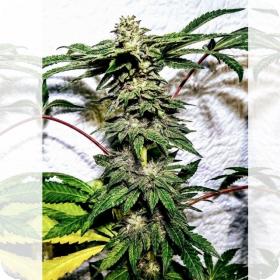 Banana Ice Cream Feminised Seeds