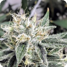 Banana Jack OG Regular Seeds
