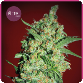 Banana Joint Feminised Seeds Banana Joint Feminised Seeds