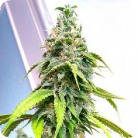Banana Sativa Feminised Seeds Banana Sativa Feminised Seeds