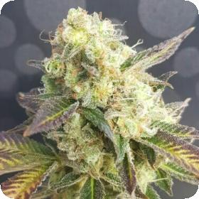 Banana Sherbet x Chocolate Regular Seeds