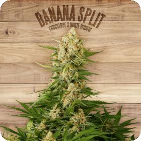 Banana Split Feminised Seeds Banana Split Feminised Seeds